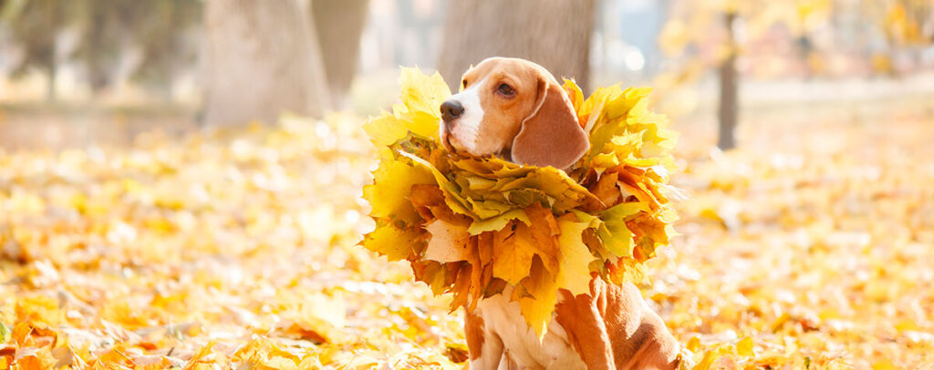 chien avec des feuilles mortes