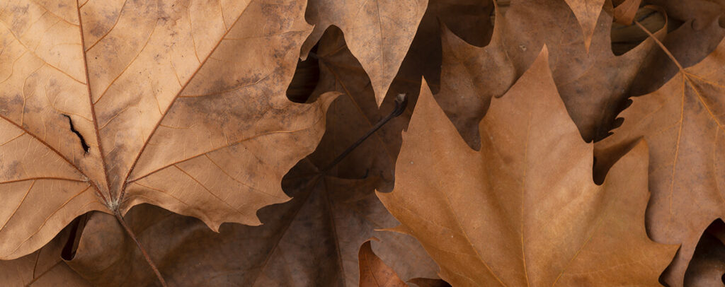 feuilles mortes sur un gazon