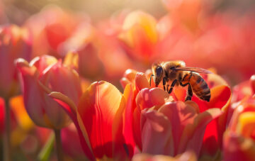 conseils pollen