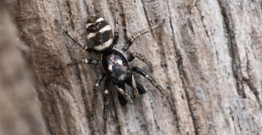 Salticus scenicus