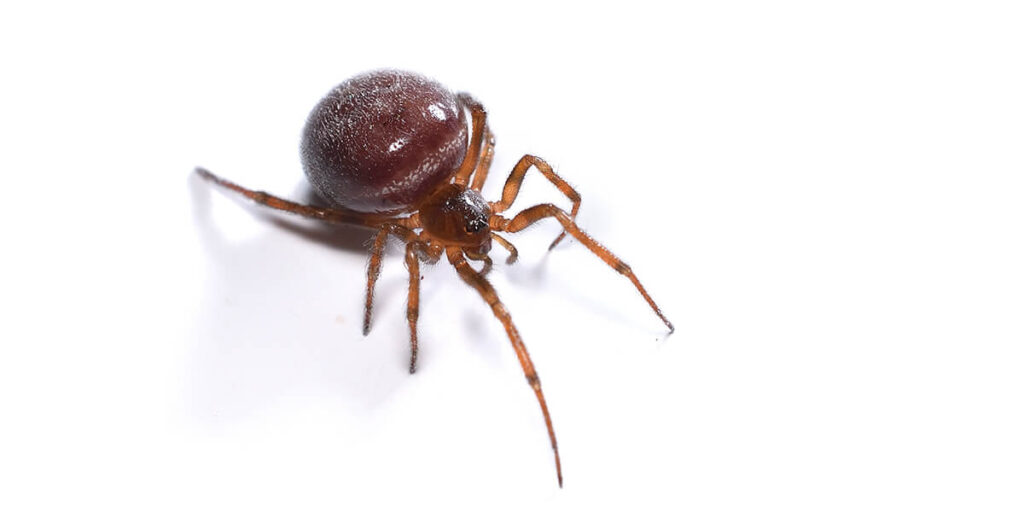 Steatoda bipunctata