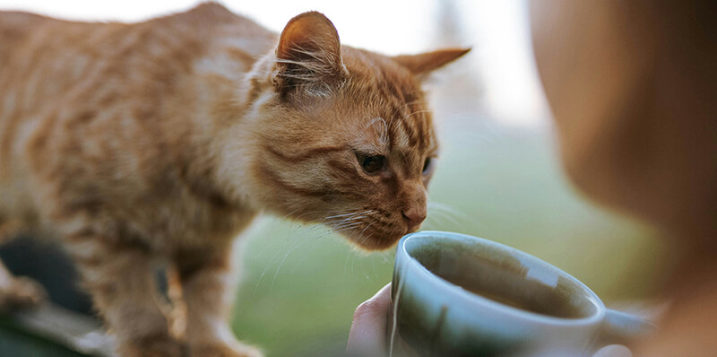 chat qui mange dans une gamelle