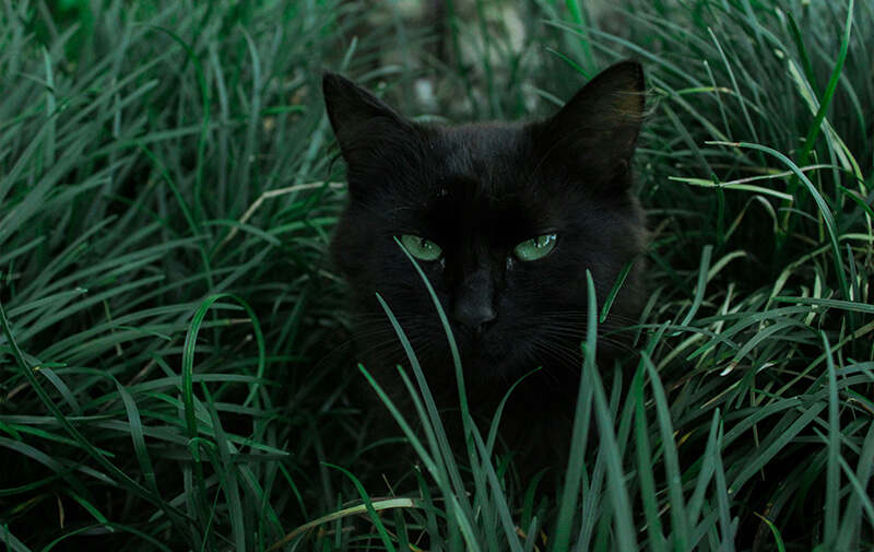 chat dans le gazon