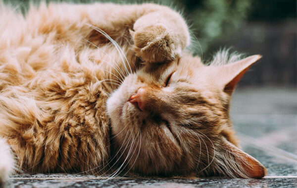 chat dans un jardin