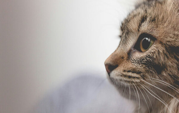 chat de profil