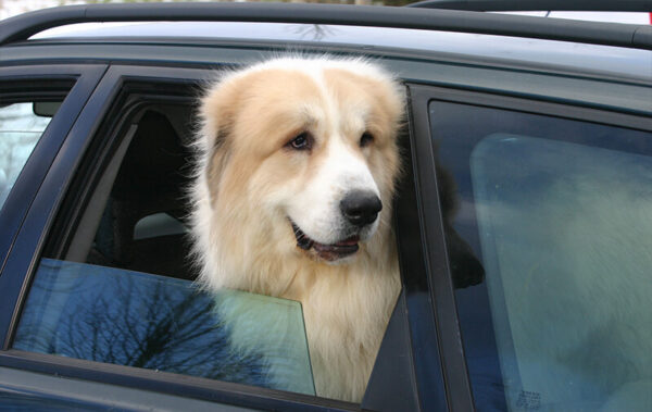 fenetre arriere chien