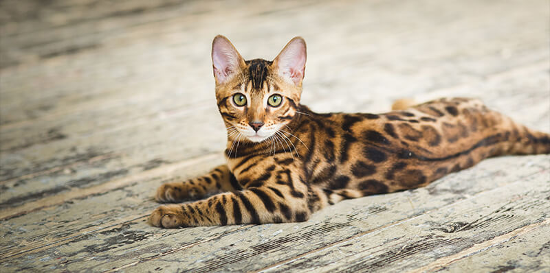 chat bengal