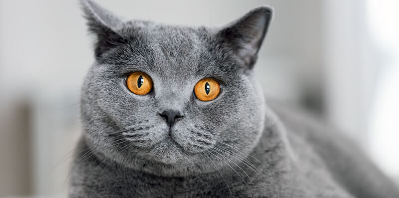 chat british shorthair