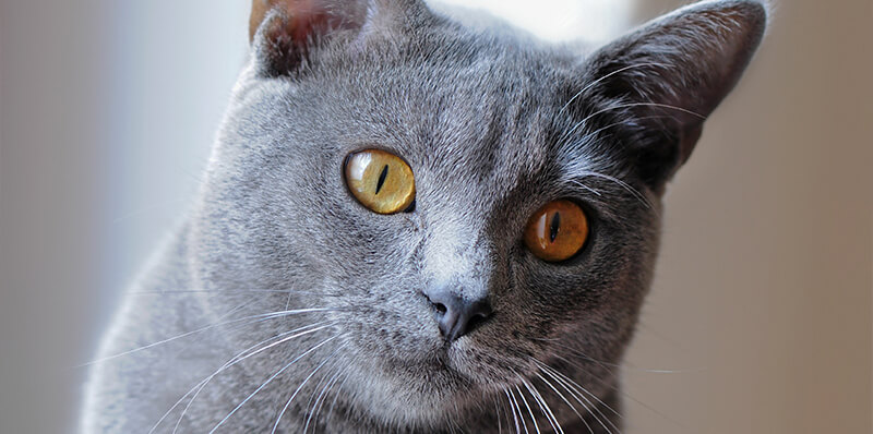 chat chartreux