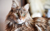 chat maine coon