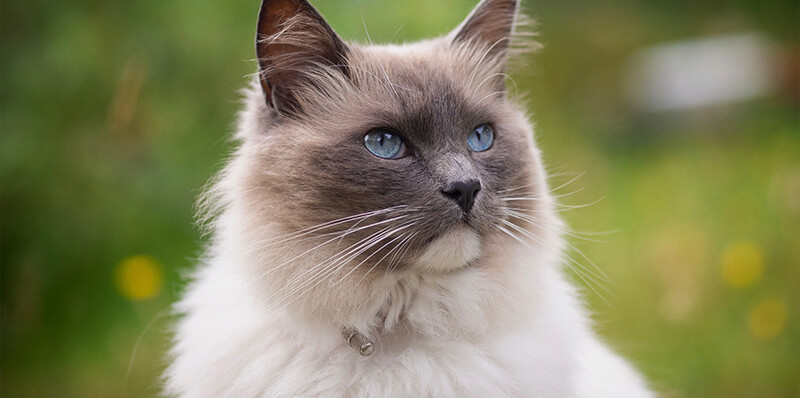 chat ragdoll