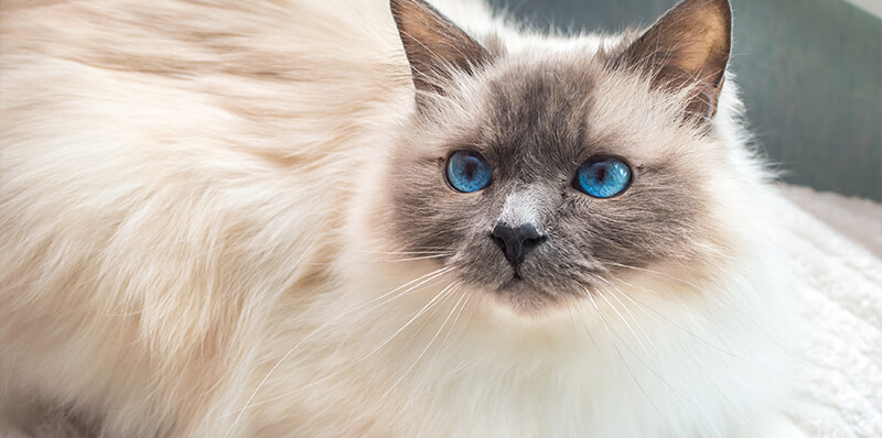 chat sacre de birmanie