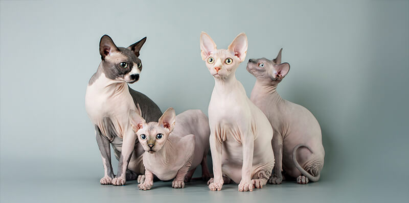 chat sphynx