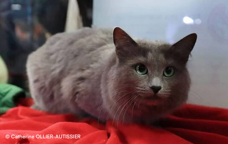 chat nebelung raspou