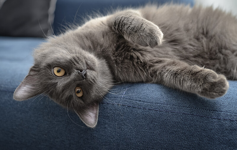 chat nebelung