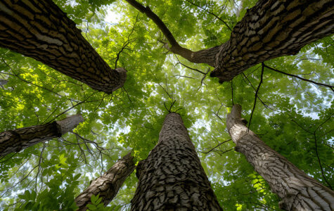 arbre