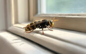 frelon dans une maison