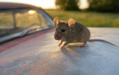 souris moteur voiture