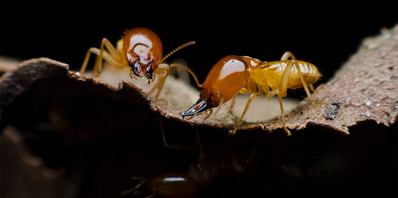 termites
