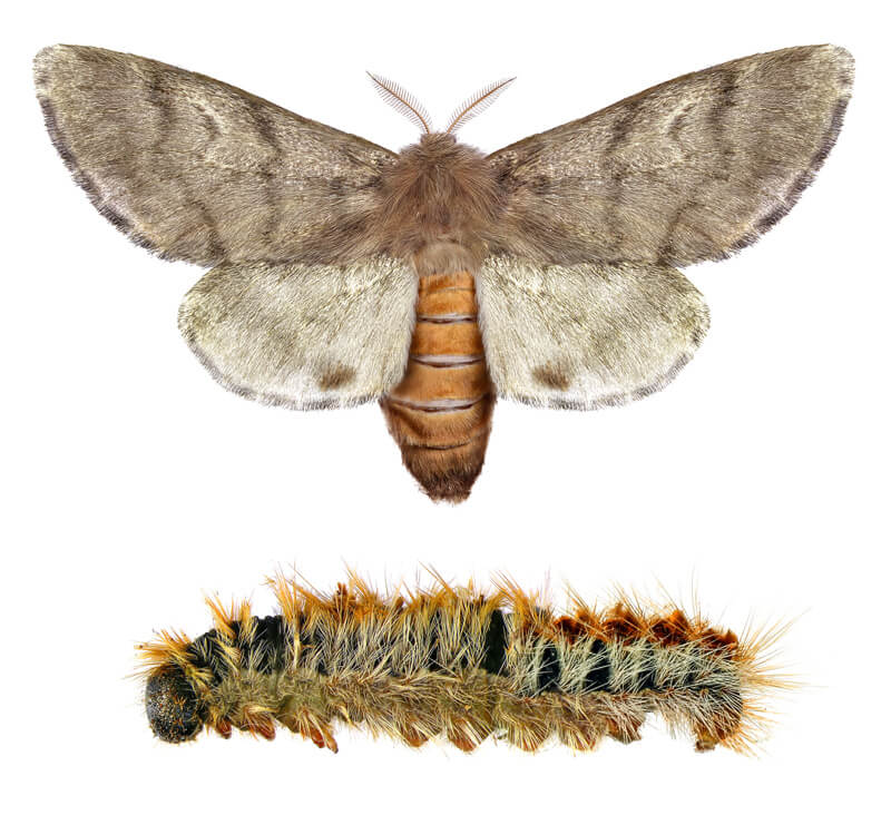 papillon chenille processionnaire