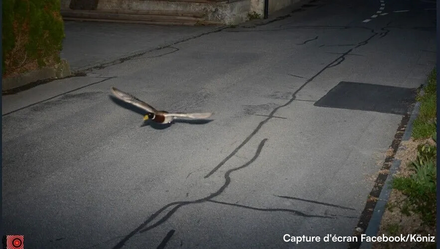 canard exces vitesse