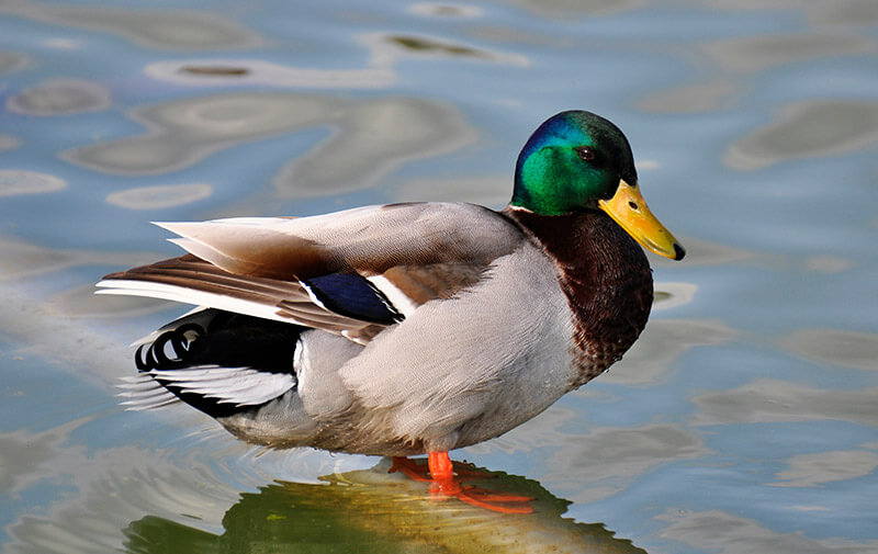 canard