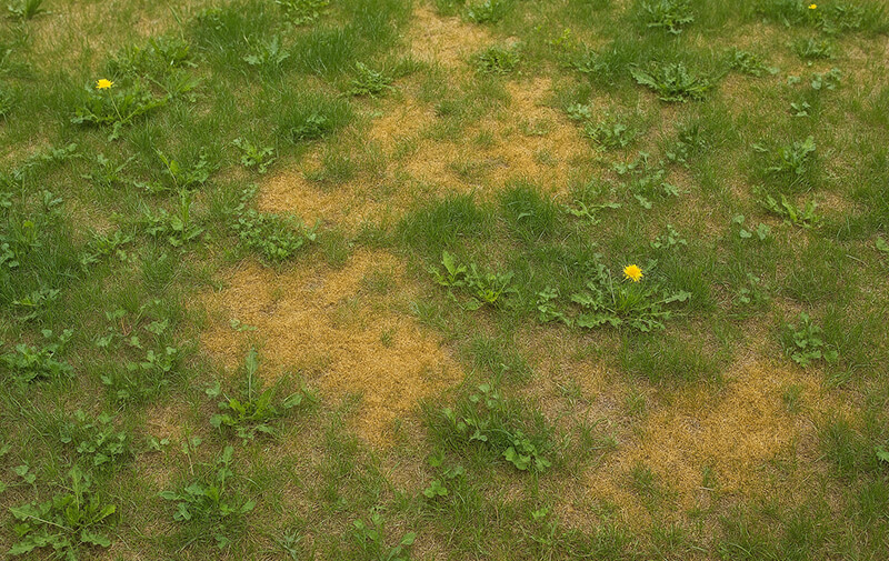 pelouse mauvais etat