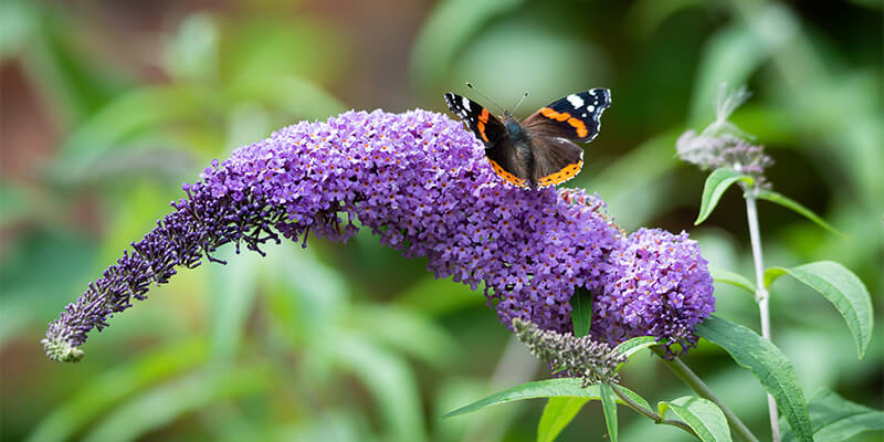 buddleia