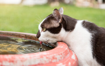 chat chaleur