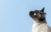 chat siamois