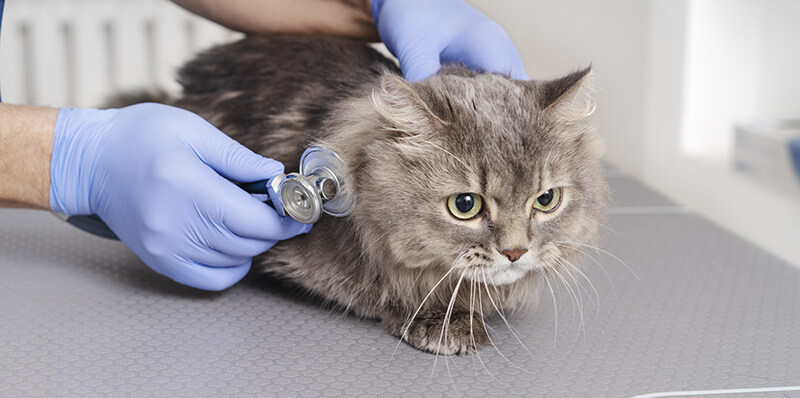 chat veterinaire