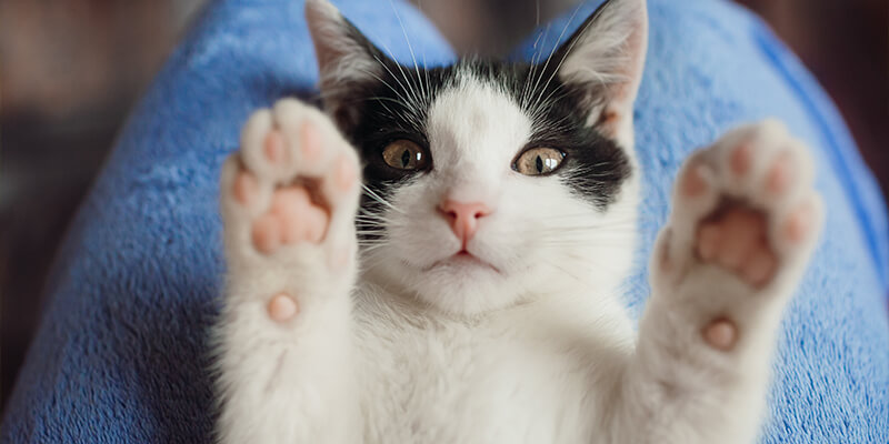 chat