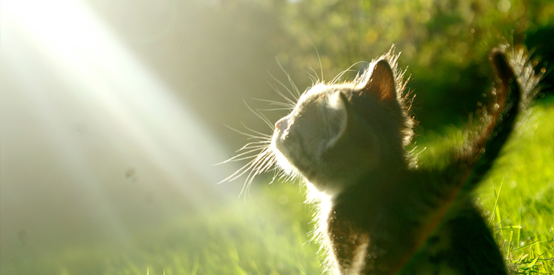 chaton soleil