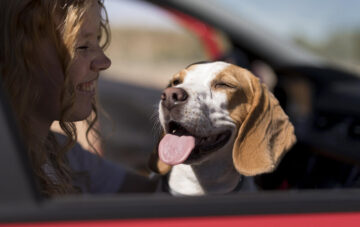 chien habitacle voiture