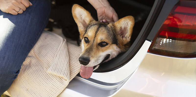 chien voiture