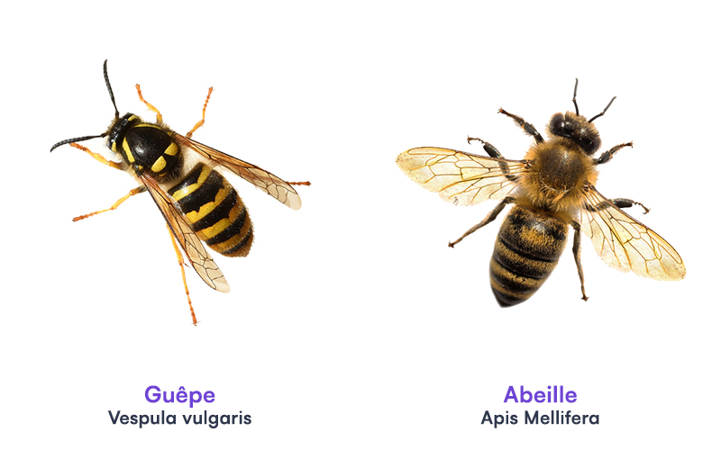 difference guepe abeille