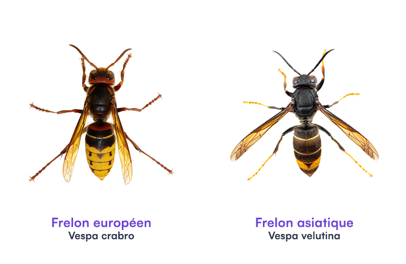 differences frelon europeen frelon asiatique