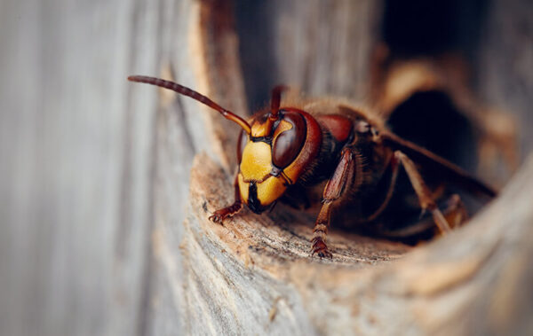 frelon asiatique sortie nid