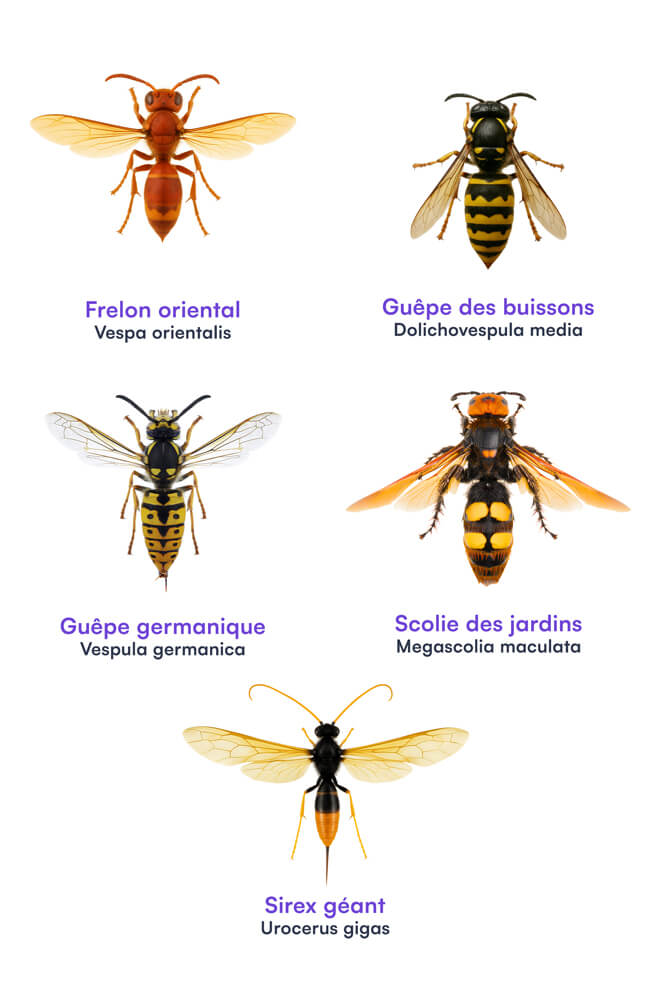 frelon oriental guepe des buissons guepe germanique scolie des jardins sirex-geant