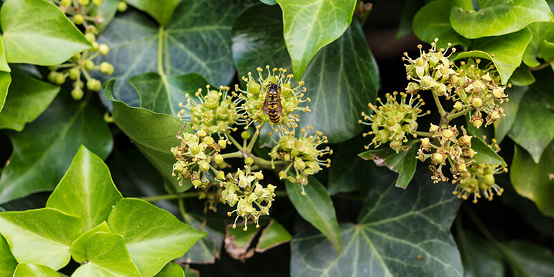 lierre en fleurs
