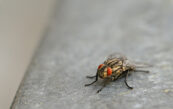 mouche
