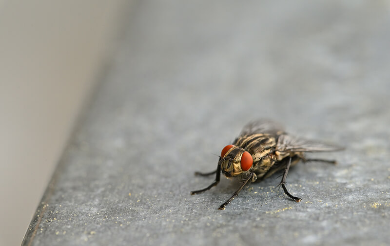mouche