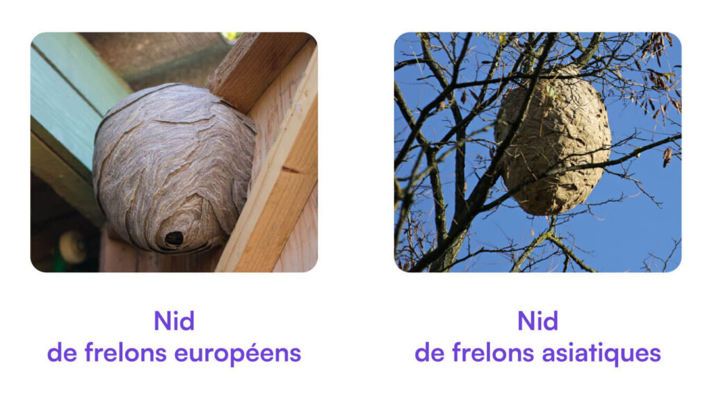 nid frelons europeens frelons asiatiques