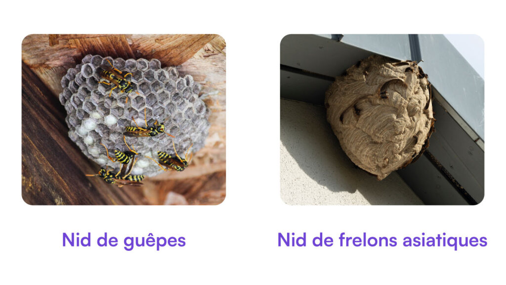 nid guepe frelon asiatique