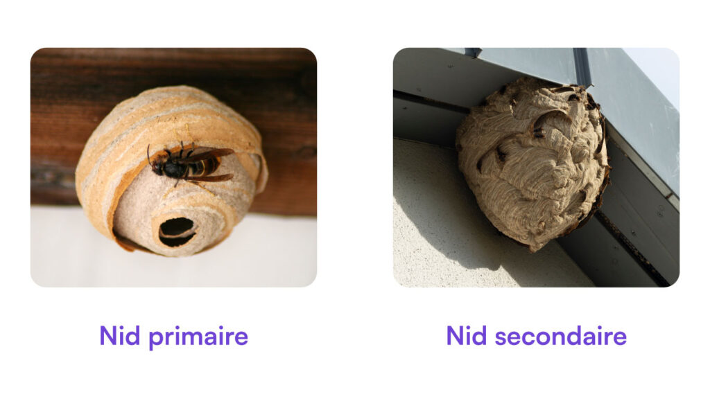 nid primaire secondaire frelons asiatiques