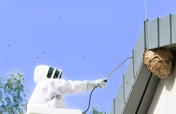 professionnel frelons asiatiques