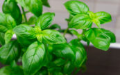 basilic