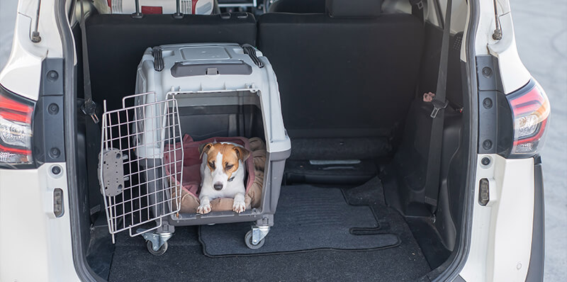 caisse transport chien