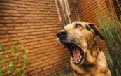 chien aboiement