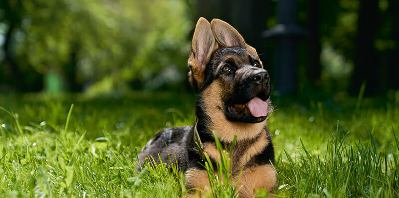 chien gazon